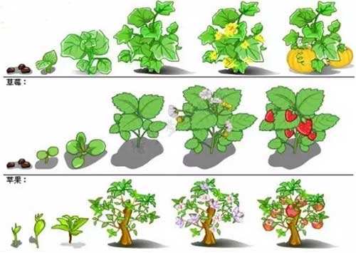 使用植物生長(zhǎng)調(diào)節(jié)劑誤區(qū)解析